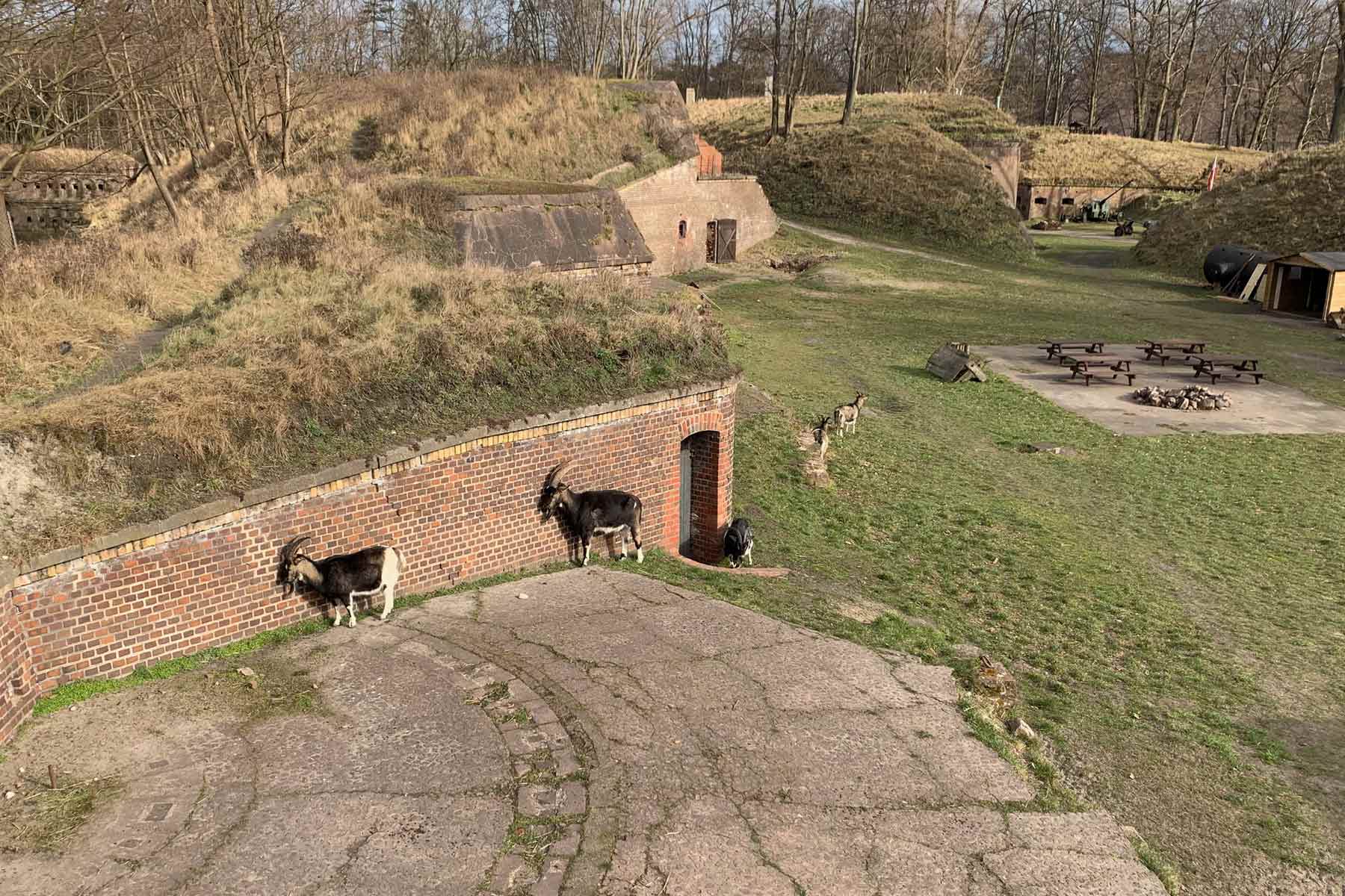 Außenanlage des Fort Gerhard in Swinemünde mit Ziegen<br />
