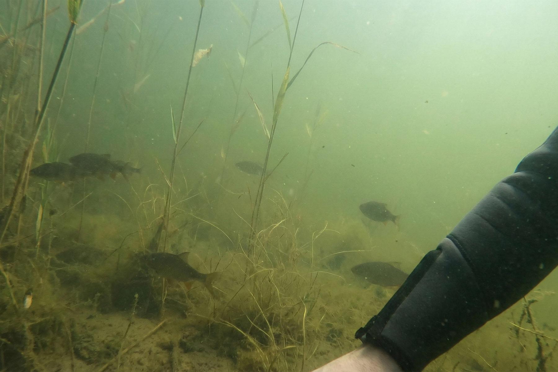 Unterwasseraufnahme beim Tauchen im Wolgastsee auf Usedom