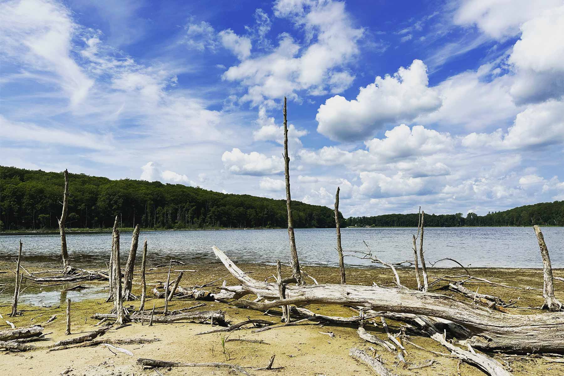 Abgestorbene Baumstümpfe am Ufer des Wolgastsees mit Blick zur Badestelle
